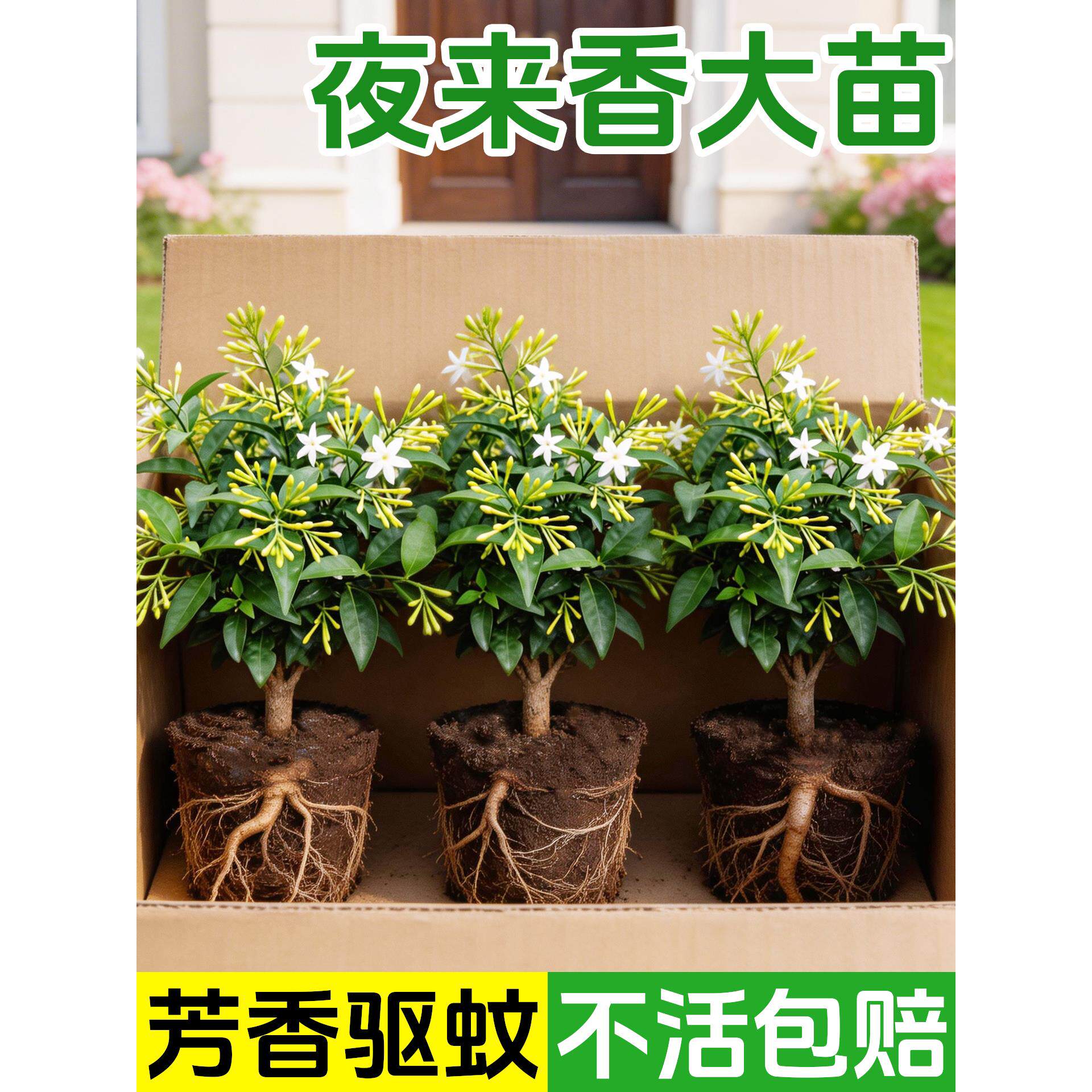 精品夜来香花树苗老桩带苞