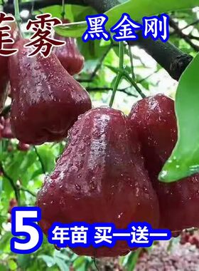 新品种台湾白莲雾苗黑糖芭