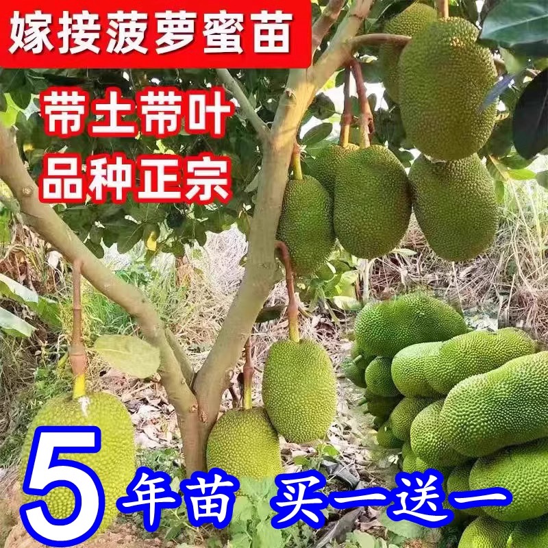 菠蘿蜜苗12號(hào)8號(hào)紅肉菠蘿蜜果樹苗泰國紅肉木菠南方盆地栽嫁接苗