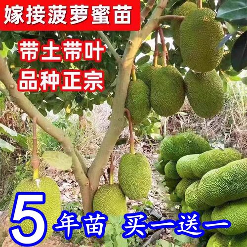 菠萝蜜苗12号8号红肉菠萝蜜果树苗泰国红肉木菠南方盆地栽嫁接苗