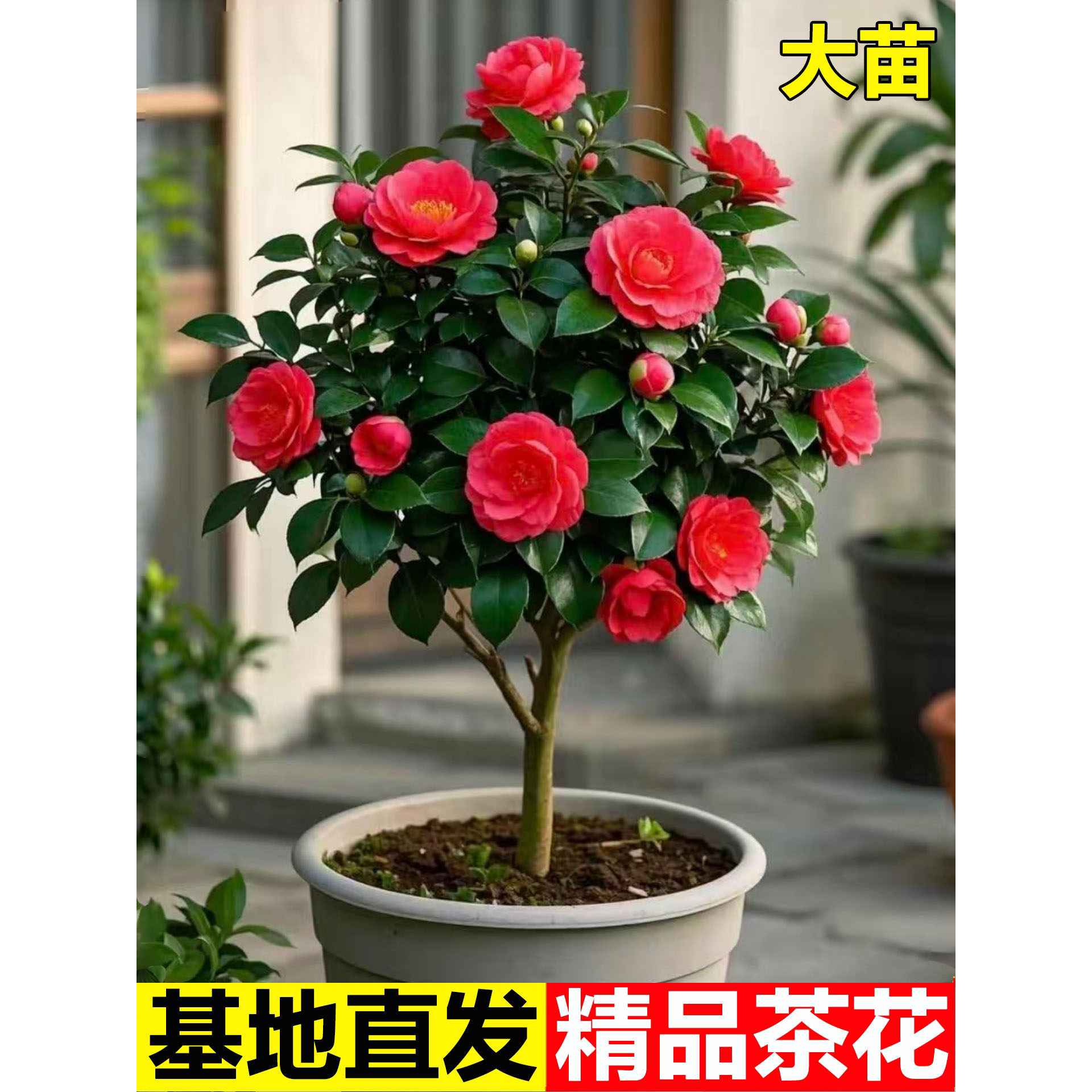 茶花树苗四季香妃开卉盆栽