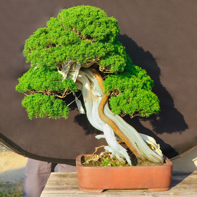 迎客松盆景真树罗汉大阪松盆景造型真柏盆栽地栽玄关室内四季常青