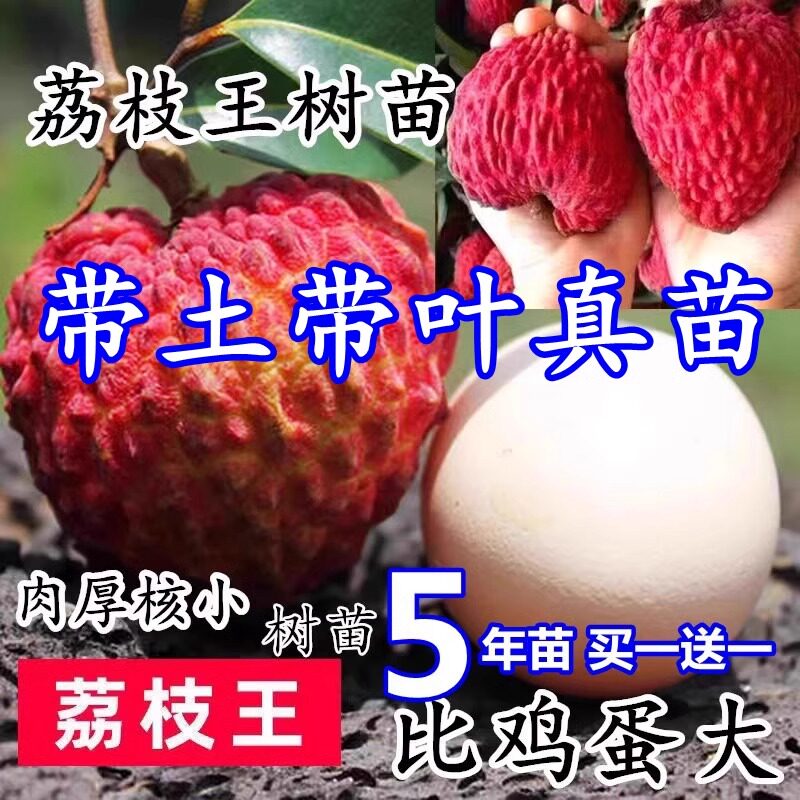 嫁接荔枝王苗无核果树苗妃子笑糯米滋桂味当年结果南北方种植