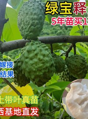 绿宝释迦果嫁接树苗台湾凤梨榴莲释迦番荔枝苗南北方种植当年结果