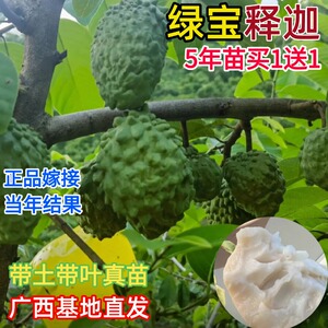 绿宝释迦果嫁接树苗台湾凤梨榴莲释迦番荔枝苗南北方种植当年结果
