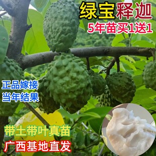 绿宝释迦果嫁接树苗台湾凤梨榴莲释迦番荔枝苗南北方种植当年结果