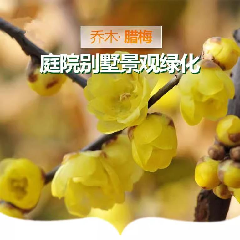 耐寒腊梅花树苗浓香原生高杆腊梅地栽庭院花卉冬季开花卉植物丛生
