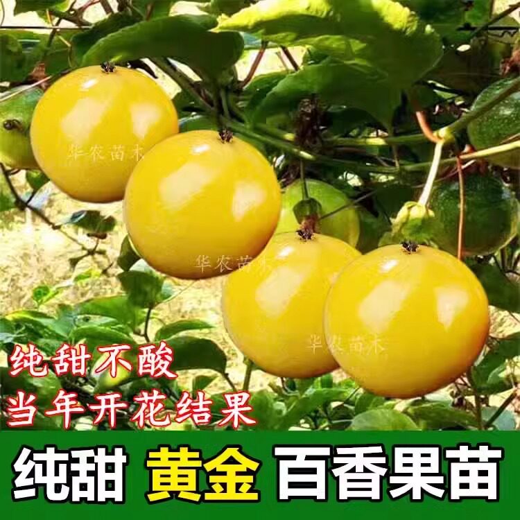 黄金百香果嫁接树苗四季纯甜耐寒黄金百香果树苗品种盆栽地栽结果