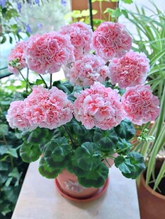 重瓣天竺葵种子苗四季播种开花室内外洋绣球花种籽孑盆栽花卉花籽