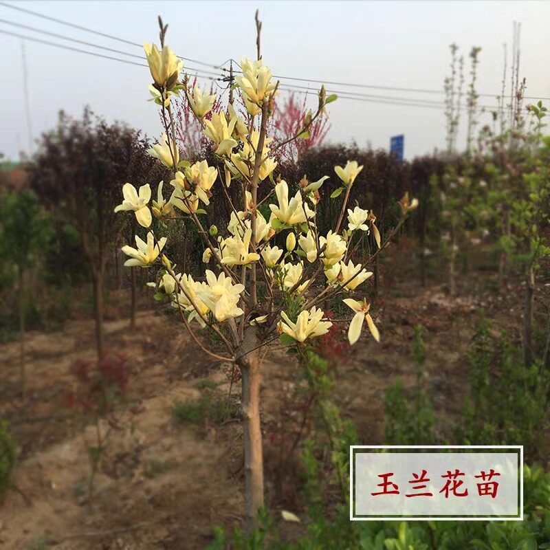 玉兰花树苗地栽庭院红白黄紫玉兰树苗室内外绿化耐寒花卉盆栽植物