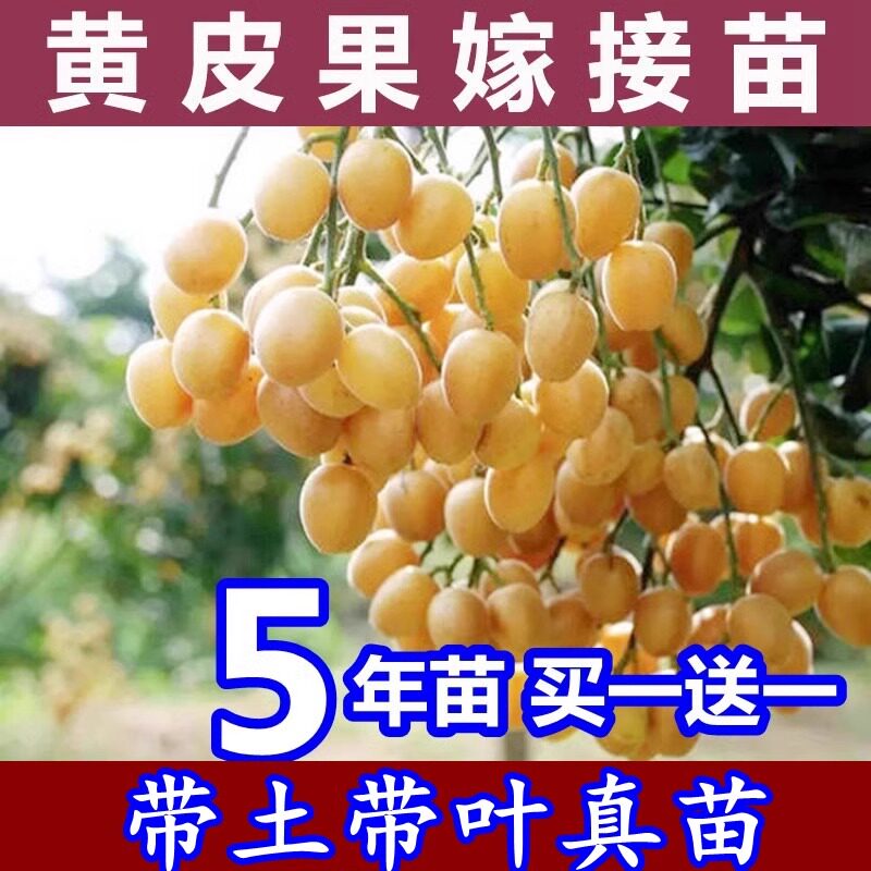 嫁接无核黄皮果树苗南北方种植当年结果贵妃鸡心冰糖红肉盆栽地栽