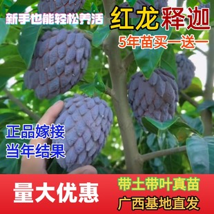 红龙释迦果嫁接树苗大目凤梨玫瑰红释迦番荔枝南北方种植当年结果