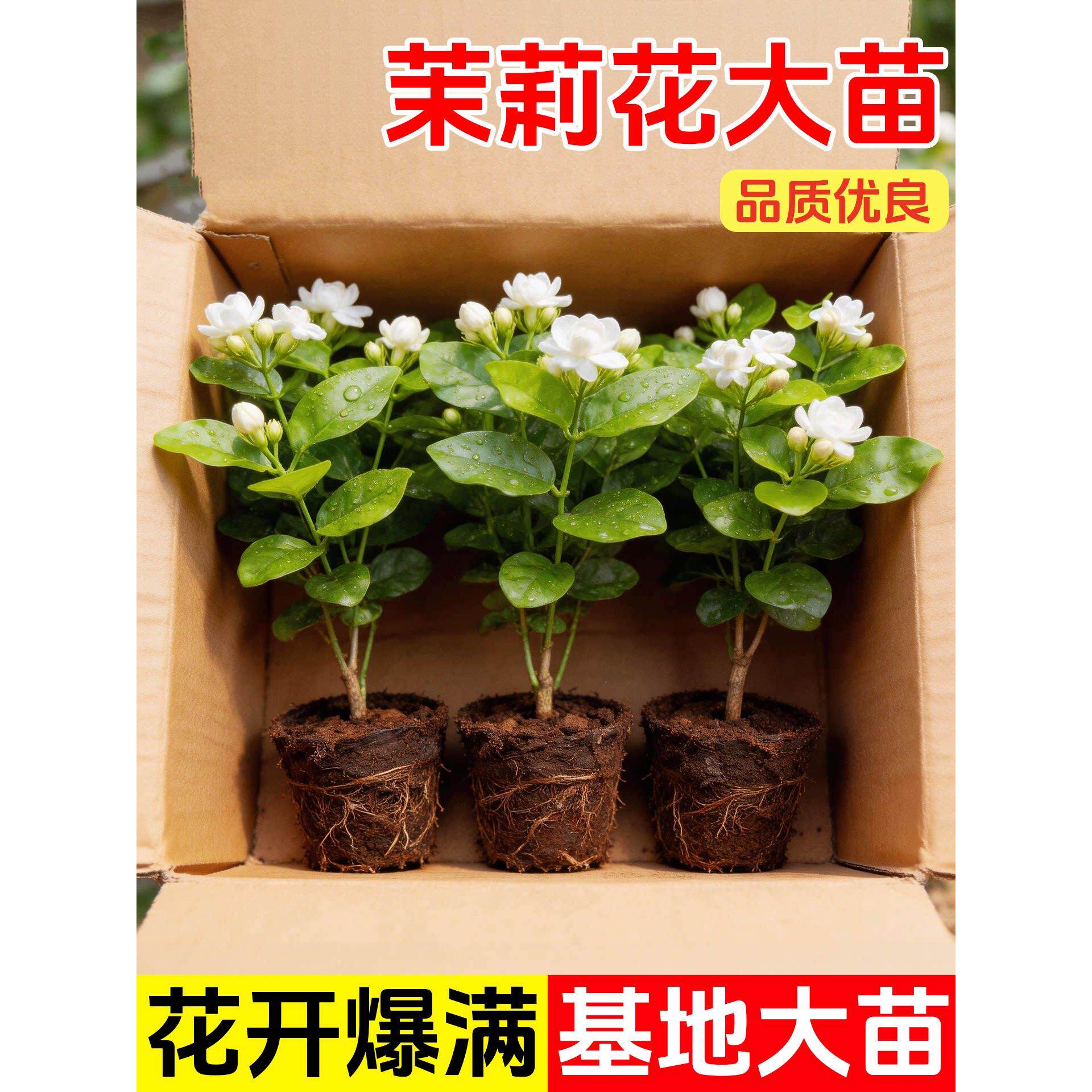 香水茉莉横县花盆栽阳台窗