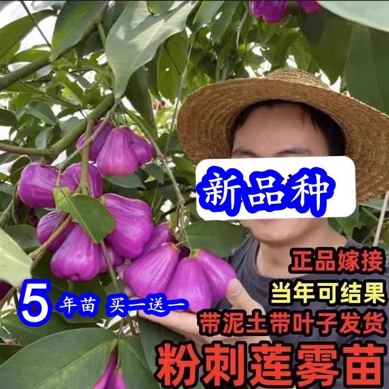 新品种粉刺莲雾嫁接果树苗南北方种植黑金刚大叶红莲雾苗当年结果