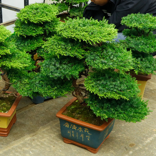 耐寒迎客松盆景真树