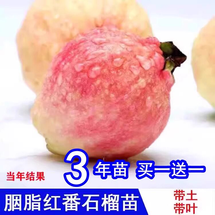 胭脂红番石榴嫁接苗四季结果红心芭乐台湾珍珠白心番石榴盆栽庭院