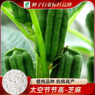 芝麻种子农家四季菜籽高产节节高黑芝麻种籽蔬菜种孑春季籽种盆栽