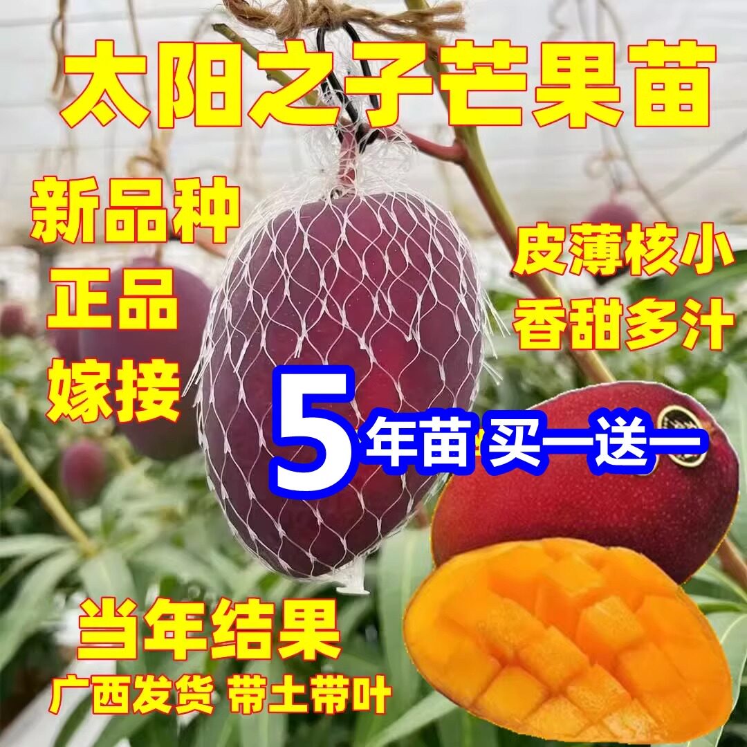 太阳之子嫁接芒果树苗红象牙凯特新品种芒果苗盆栽地栽当年结果苗