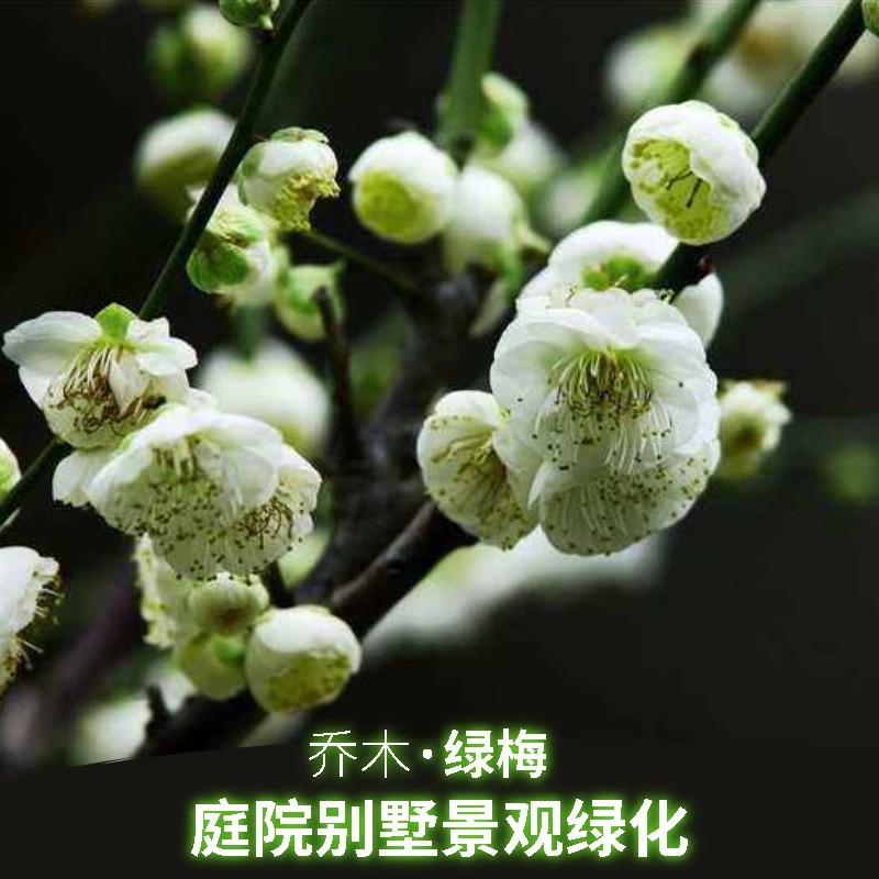 原生绿梅花树苗耐寒地栽盆栽庭院绿萼梅花卉植物室外绿化高杆绿梅
