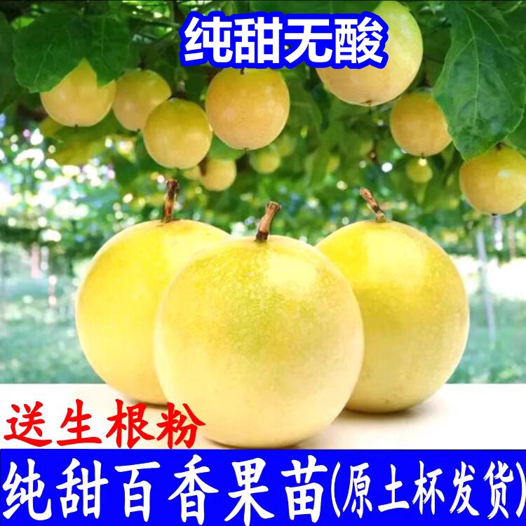 黄金百香果苗纯甜特大嫁