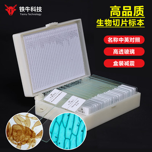 铁牛生物显微镜标本切片昆虫动物植物细胞观察真实样本中小学生高清高透玻璃儿童观察实验配件载玻片盖玻片