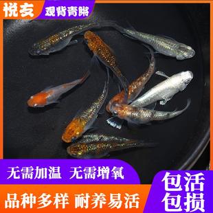 观背青鳉淡水小型冷水观赏鱼微锦鲤小金鱼魔法鱼卵活体孔雀鱼平替