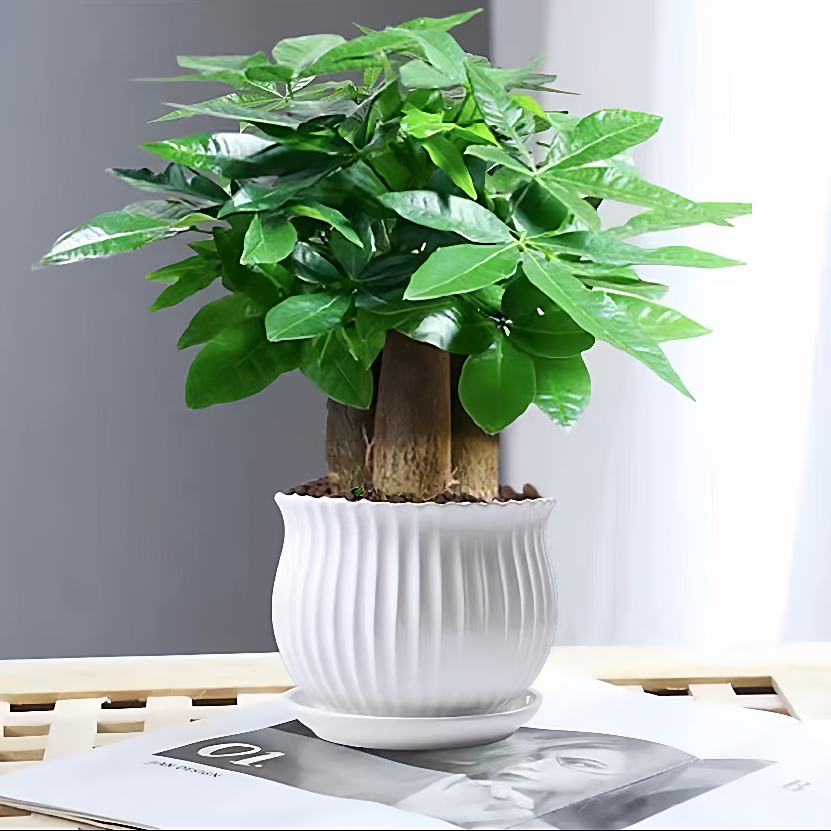 发财树盆栽易活植物室内客厅绿植小盆景四季常青办公水培盆栽花卉