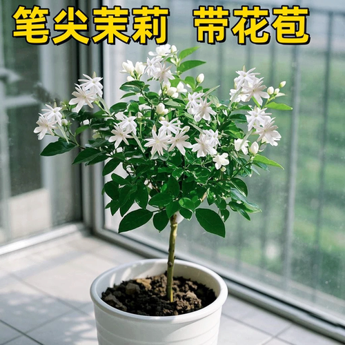 浓香型茉莉花苗笔尖茉莉