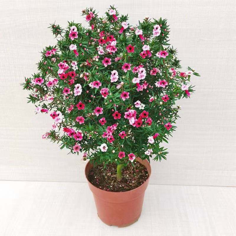 松红梅带花苞三色梅澳洲雪花梅室内花卉盆栽一树多色阳台四季观花图片