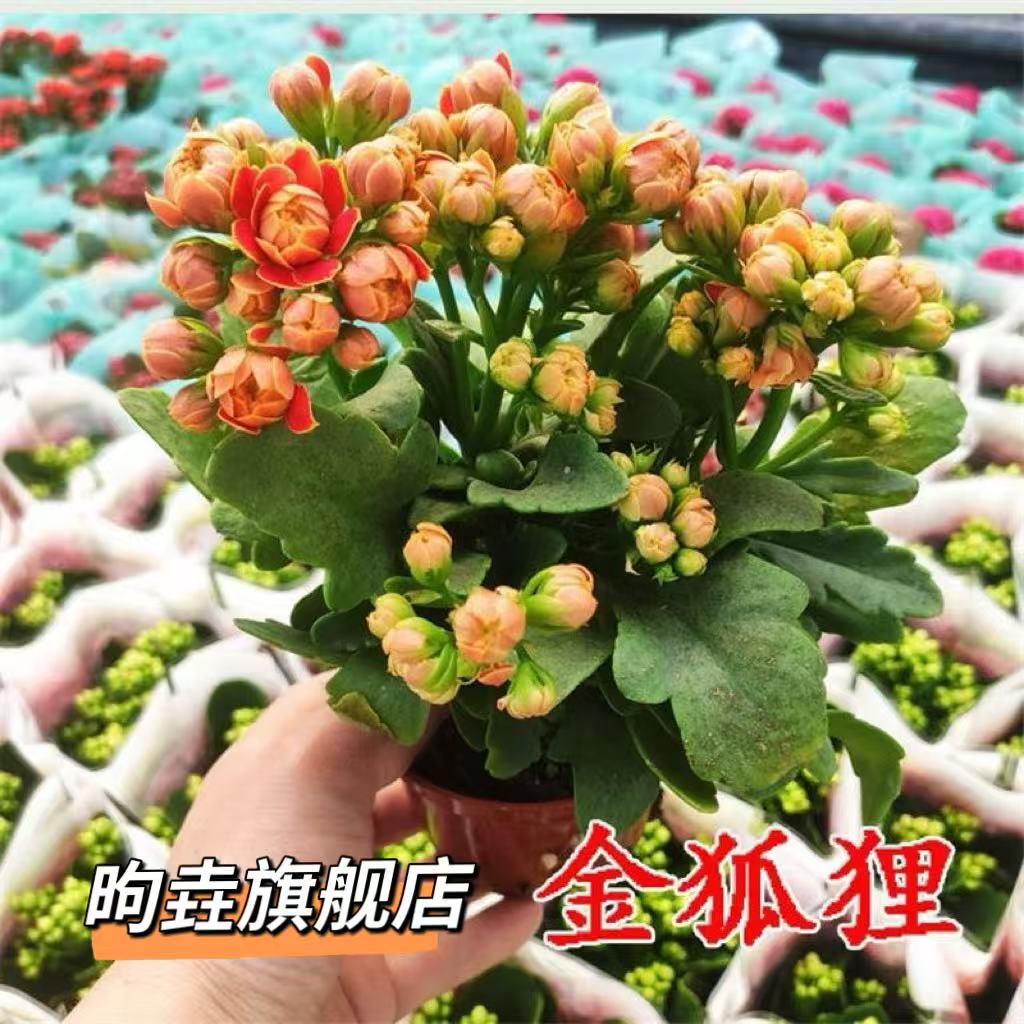 长寿花盆栽重瓣金狐狸大花带花苞多肉鲜花花卉室内秋冬季阳台绿植