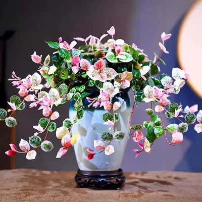 爬藤植物花叶络石阳台