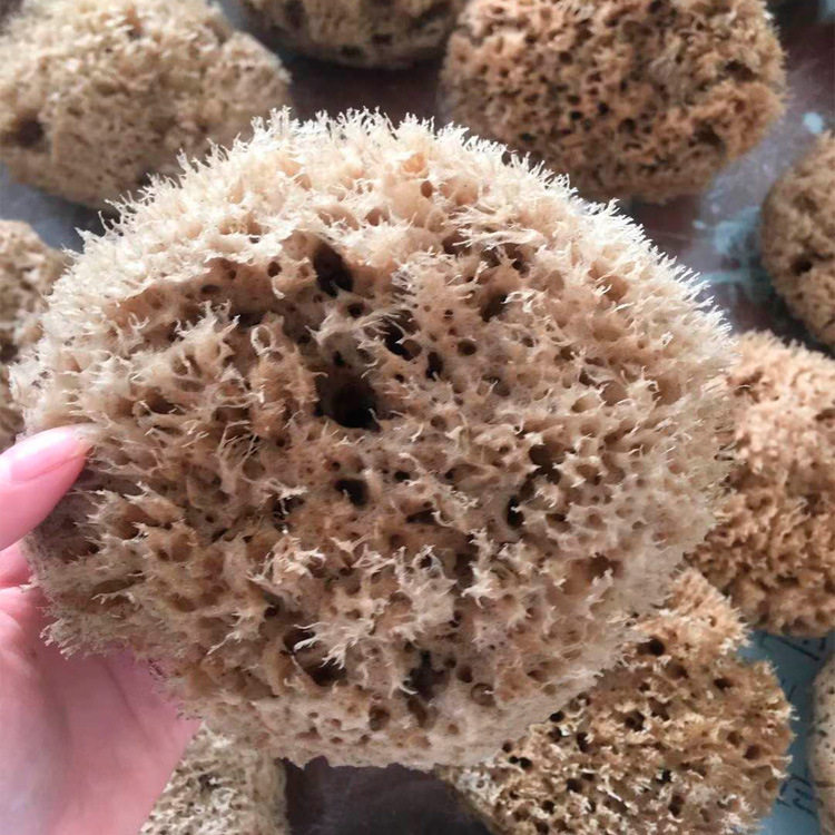 美轮美奂艺术涂料海藻拍海藻绵海藻滚筒艺术涂料厂家批发