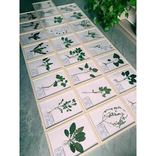 药食同源植物展示中药装饰墙悬挂中药材展示中药教室中药kt板