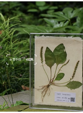 药用植物标本图中药材标木中草药文创中医药植物标本定制墙面1