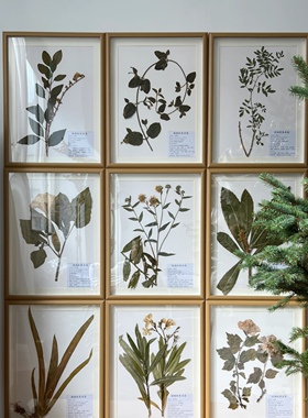 草本植物装饰墙透明pvc板经方标本背景墙中医食材展示墙疗愈软装1