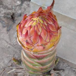 地涌金莲带花苞盆栽年宵花冬季开花绿植矮胖金莲好养非水培非红莲