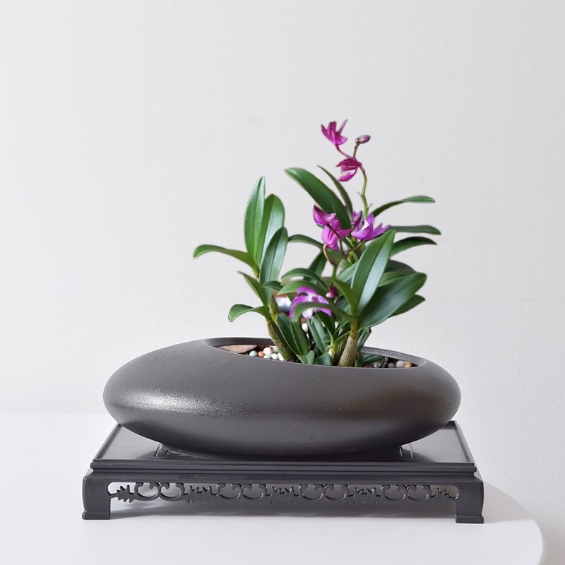 速发创桌盆景盆花盆陶瓷简约粗陶个性绿植竹肉文多带底座菖蒲意面