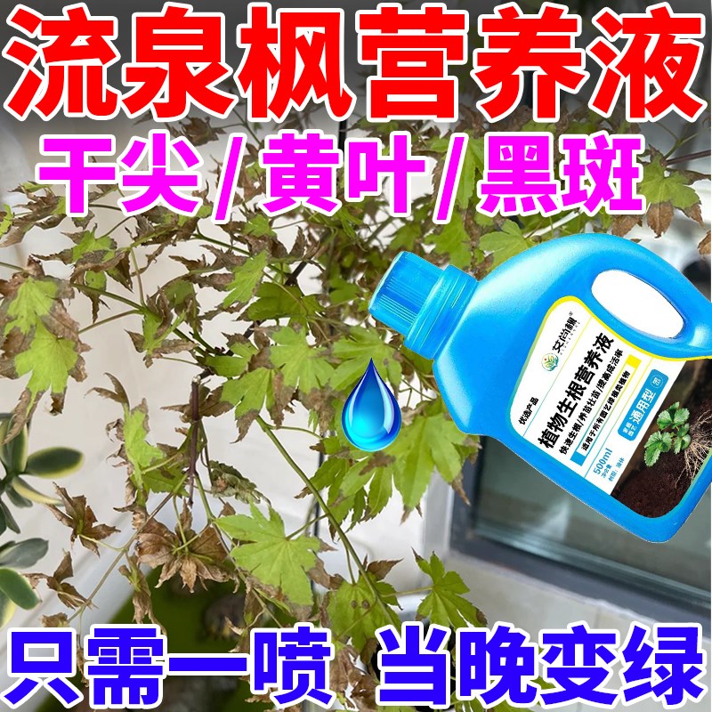 速发流泉枫营养盆留钱枫红叶枫树液景盆栽水培土培植物专用肥料营