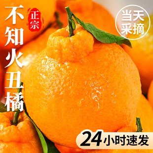 四川不知火丑橘水果新鲜整箱大果时令当季斤桔子耙耙粑粑丑柑橘子