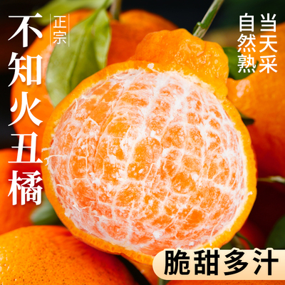 当天采，当天发，正宗不知火丑橘