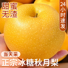 正宗秋月梨梨子新鲜水果应当季整箱包邮批发山东莱阳蜜梨冰糖雪梨