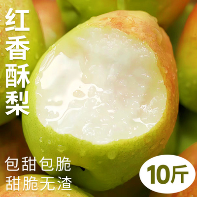 当天采摘丨酥脆无渣丨红香酥梨