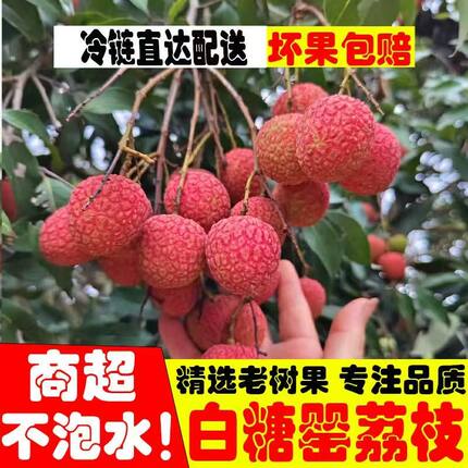 新鲜荔枝水果白糖罂荔枝现摘现发空运广东果园发货破损包赔次日达