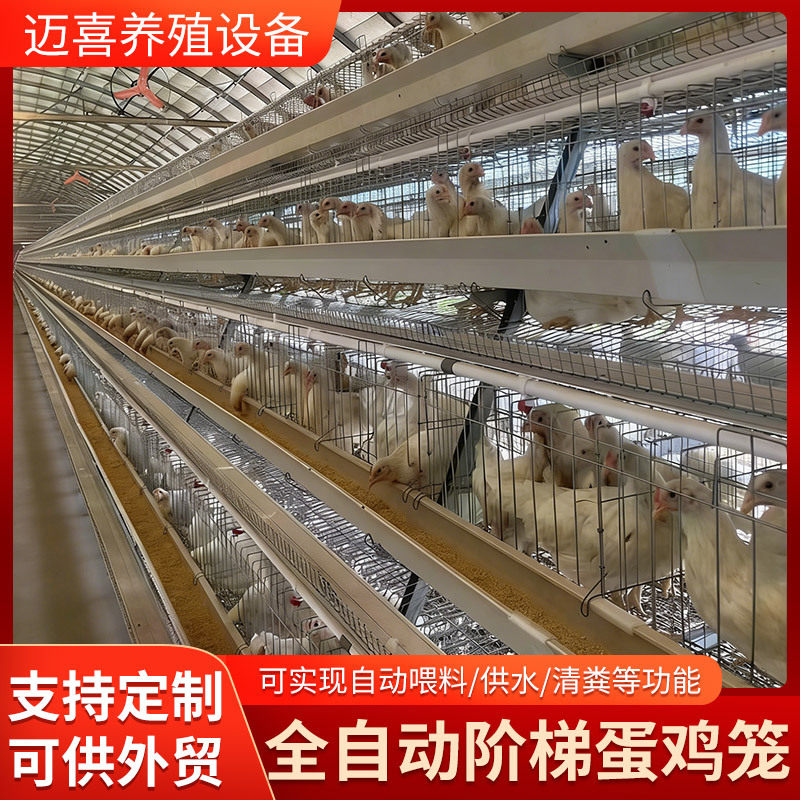 阶梯全自动化蛋鸡笼四层五门绿槽 专业养鸡设备 养殖场 鸡舍