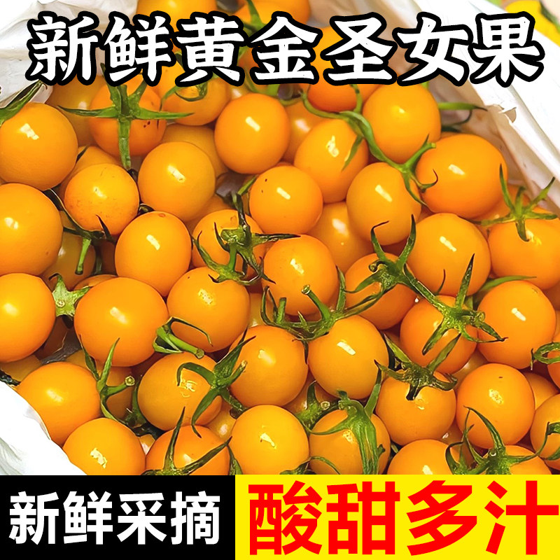 现摘现发黄色小柿子新鲜樱桃小番茄水果西红柿蔬菜黄金圣女果农家