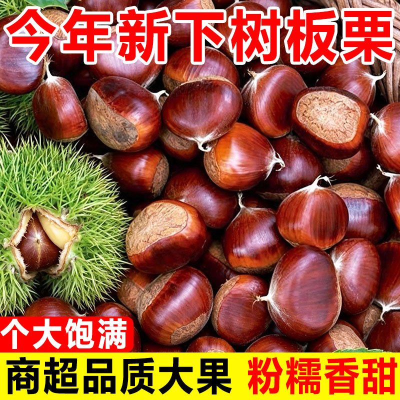 云南特产当季现摘新鲜水果生板栗油锥迁西野小毛栗子带壳包邮