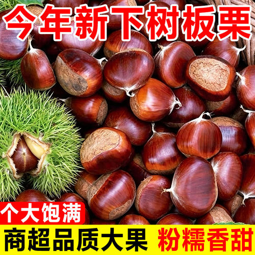 云南特产当季现摘新鲜水果生板栗油锥迁西野小毛栗子带壳包邮