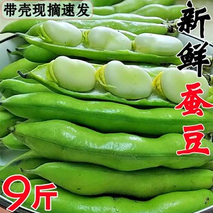 云南新鲜蚕豆5斤带壳新鲜胡豆兰花豆罗汉豆青豆荚绿心蚕豆现摘