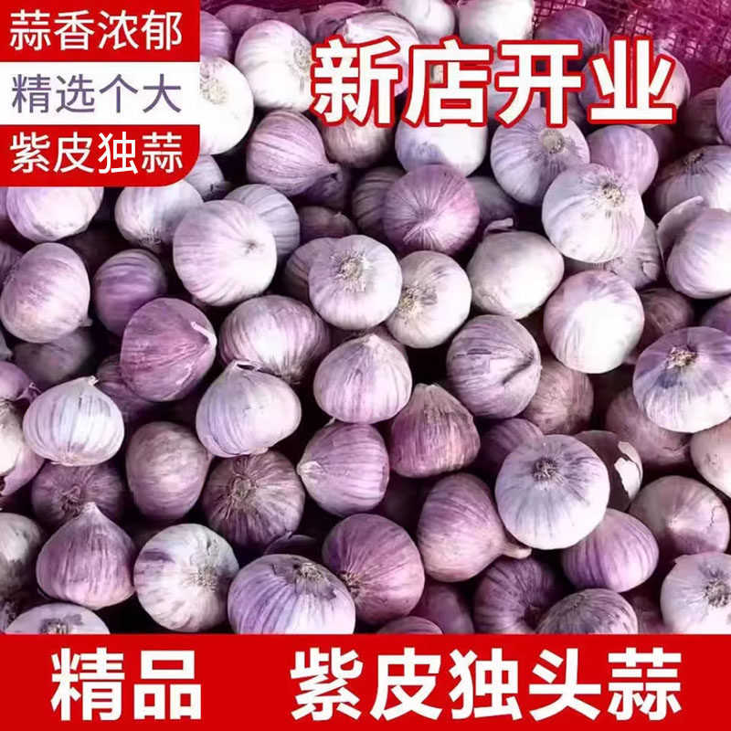 紫皮独头头蒜干蒜云南全干独头蒜农家精选大蒜优质糖蒜现挖圆头蒜