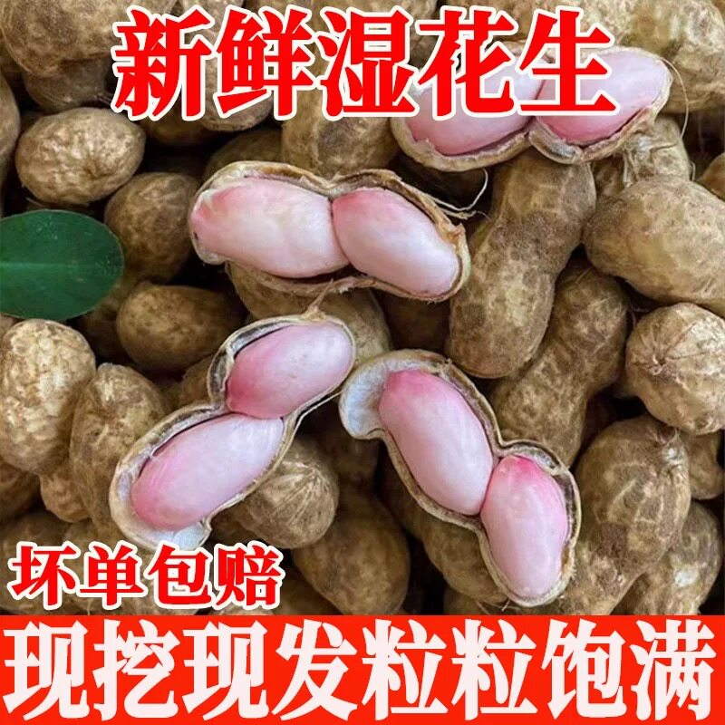 鲜新鲜花生带壳湿花生现挖现发应季生花生水煮花生粉皮鲜花生带泥